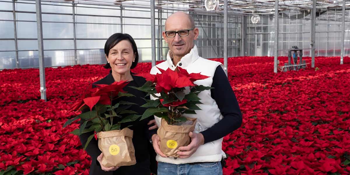 Simonato, arrivano le immancabili Stelle di Natale biologiche per le festività